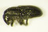  ( - GBOL_Col_FK_8165)  @12 [ ] CreativeCommons - Attribution Non-Commercial Share-Alike (2015) Unspecified SNSB, Zoologische Staatssammlung Muenchen