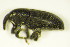  ( - GBOL_Col_FK_8166)  @12 [ ] CreativeCommons - Attribution Non-Commercial Share-Alike (2015) Unspecified SNSB, Zoologische Staatssammlung Muenchen