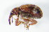  ( - GBOL_Col_FK_8187)  @11 [ ] CreativeCommons - Attribution Non-Commercial Share-Alike (2015) Unspecified SNSB, Zoologische Staatssammlung Muenchen