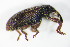  ( - GBOL_Col_FK_8191)  @12 [ ] CreativeCommons - Attribution Non-Commercial Share-Alike (2015) Unspecified SNSB, Zoologische Staatssammlung Muenchen