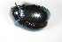  ( - GBOL_Col_FK_8194)  @13 [ ] CreativeCommons - Attribution Non-Commercial Share-Alike (2015) Unspecified SNSB, Zoologische Staatssammlung Muenchen