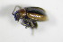  ( - GBOL_Col_FK_8200)  @11 [ ] CreativeCommons - Attribution Non-Commercial Share-Alike (2015) Unspecified SNSB, Zoologische Staatssammlung Muenchen