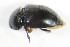  ( - GBOL_Col_FK_8202)  @12 [ ] CreativeCommons - Attribution Non-Commercial Share-Alike (2015) Unspecified SNSB, Zoologische Staatssammlung Muenchen