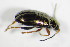  ( - GBOL_Col_FK_8204)  @12 [ ] CreativeCommons - Attribution Non-Commercial Share-Alike (2015) Unspecified SNSB, Zoologische Staatssammlung Muenchen