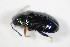  ( - GBOL_Col_FK_8205)  @13 [ ] CreativeCommons - Attribution Non-Commercial Share-Alike (2015) Unspecified SNSB, Zoologische Staatssammlung Muenchen