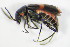  ( - GBOL_Col_FK_8210)  @13 [ ] CreativeCommons - Attribution Non-Commercial Share-Alike (2015) Unspecified SNSB, Zoologische Staatssammlung Muenchen