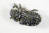  ( - GBOL_Col_FK_8217)  @12 [ ] CreativeCommons - Attribution Non-Commercial Share-Alike (2015) Unspecified SNSB, Zoologische Staatssammlung Muenchen
