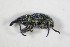  ( - GBOL_Col_FK_8220)  @11 [ ] CreativeCommons - Attribution Non-Commercial Share-Alike (2015) Unspecified SNSB, Zoologische Staatssammlung Muenchen
