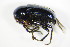  ( - GBOL_Col_FK_8237)  @12 [ ] CreativeCommons - Attribution Non-Commercial Share-Alike (2015) Unspecified SNSB, Zoologische Staatssammlung Muenchen