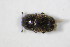  ( - GBOL_Col_FK_8248)  @13 [ ] CreativeCommons - Attribution Non-Commercial Share-Alike (2015) Unspecified SNSB, Zoologische Staatssammlung Muenchen