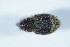  ( - GBOL_Col_FK_8480)  @12 [ ] CreativeCommons - Attribution Non-Commercial Share-Alike (2015) Unspecified SNSB, Zoologische Staatssammlung Muenchen