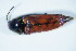  ( - GBOL_Col_FK_8483)  @13 [ ] CreativeCommons - Attribution Non-Commercial Share-Alike (2015) Unspecified SNSB, Zoologische Staatssammlung Muenchen