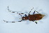  ( - GBOL_Col_FK_8499)  @11 [ ] CreativeCommons - Attribution Non-Commercial Share-Alike (2015) Unspecified SNSB, Zoologische Staatssammlung Muenchen