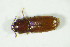  ( - GBOL_Col_FK_8533)  @13 [ ] CreativeCommons - Attribution Non-Commercial Share-Alike (2015) Unspecified SNSB, Zoologische Staatssammlung Muenchen