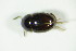  (Leiodes nigrita - GBOL_Col_FK_8535)  @13 [ ] CreativeCommons - Attribution Non-Commercial Share-Alike (2015) Unspecified SNSB, Zoologische Staatssammlung Muenchen
