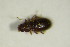  ( - GBOL_Col_FK_8592)  @12 [ ] CreativeCommons - Attribution Non-Commercial Share-Alike (2015) Unspecified SNSB, Zoologische Staatssammlung Muenchen