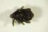  (Mogulones raphani - GBOL_Col_FK_8622)  @13 [ ] CreativeCommons - Attribution Non-Commercial Share-Alike (2015) Unspecified SNSB, Zoologische Staatssammlung Muenchen