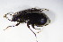  ( - GBOL_Col_FK_8677)  @12 [ ] CreativeCommons - Attribution Non-Commercial Share-Alike (2015) Unspecified SNSB, Zoologische Staatssammlung Muenchen