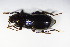  ( - GBOL_Col_FK_8678)  @12 [ ] CreativeCommons - Attribution Non-Commercial Share-Alike (2015) Unspecified SNSB, Zoologische Staatssammlung Muenchen