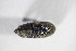  ( - GBOL_Col_FK_8690)  @11 [ ] CreativeCommons - Attribution Non-Commercial Share-Alike (2015) Unspecified SNSB, Zoologische Staatssammlung Muenchen