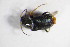  (Ebaeus pedicularius - GBOL_Col_FK_8697)  @11 [ ] CreativeCommons - Attribution Non-Commercial Share-Alike (2015) Unspecified SNSB, Zoologische Staatssammlung Muenchen