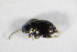  ( - GBOL_Col_FK_8698)  @11 [ ] CreativeCommons - Attribution Non-Commercial Share-Alike (2015) Unspecified SNSB, Zoologische Staatssammlung Muenchen