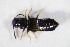  ( - GBOL_Col_FK_8699)  @12 [ ] CreativeCommons - Attribution Non-Commercial Share-Alike (2015) Unspecified SNSB, Zoologische Staatssammlung Muenchen