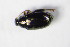  (Psylliodes attenuatus - GBOL_Col_FK_8700)  @13 [ ] CreativeCommons - Attribution Non-Commercial Share-Alike (2015) Unspecified SNSB, Zoologische Staatssammlung Muenchen
