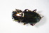  ( - GBOL_Col_FK_8724)  @12 [ ] CreativeCommons - Attribution Non-Commercial Share-Alike (2015) Unspecified SNSB, Zoologische Staatssammlung Muenchen