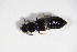  ( - GBOL_Col_FK_8738)  @12 [ ] CreativeCommons - Attribution Non-Commercial Share-Alike (2015) Unspecified SNSB, Zoologische Staatssammlung Muenchen