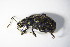  ( - GBOL_Col_FK_8779)  @11 [ ] CreativeCommons - Attribution Non-Commercial Share-Alike (2015) Unspecified SNSB, Zoologische Staatssammlung Muenchen