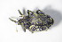  (Ceutorhynchus napi - GBOL_Col_FK_8786)  @13 [ ] CreativeCommons - Attribution Non-Commercial Share-Alike (2015) Unspecified SNSB, Zoologische Staatssammlung Muenchen
