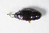  ( - GBOL_Col_FK_8800)  @12 [ ] CreativeCommons - Attribution Non-Commercial Share-Alike (2015) Unspecified SNSB, Zoologische Staatssammlung Muenchen