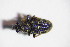  ( - GBOL_Col_FK_8837)  @11 [ ] CreativeCommons - Attribution Non-Commercial Share-Alike (2015) Unspecified SNSB, Zoologische Staatssammlung Muenchen