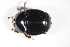  ( - GBOL_Col_FK_8872)  @11 [ ] CreativeCommons - Attribution Non-Commercial Share-Alike (2015) Unspecified SNSB, Zoologische Staatssammlung Muenchen