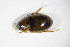  ( - GBOL_Col_FK_8894)  @11 [ ] CreativeCommons - Attribution Non-Commercial Share-Alike (2015) Unspecified SNSB, Zoologische Staatssammlung Muenchen
