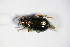  ( - GBOL_Col_FK_8910)  @11 [ ] CreativeCommons - Attribution Non-Commercial Share-Alike (2015) Unspecified SNSB, Zoologische Staatssammlung Muenchen