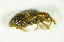  ( - GBOL_Col_FK_8931)  @11 [ ] CreativeCommons - Attribution Non-Commercial Share-Alike (2015) Unspecified SNSB, Zoologische Staatssammlung Muenchen