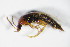  ( - GBOL_Col_FK_8949)  @11 [ ] CreativeCommons - Attribution Non-Commercial Share-Alike (2015) Unspecified SNSB, Zoologische Staatssammlung Muenchen
