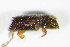  ( - GBOL_Col_FK_8964)  @11 [ ] CreativeCommons - Attribution Non-Commercial Share-Alike (2015) Unspecified SNSB, Zoologische Staatssammlung Muenchen