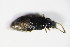 ( - GBOL_Col_FK_8965)  @12 [ ] CreativeCommons - Attribution Non-Commercial Share-Alike (2015) Unspecified SNSB, Zoologische Staatssammlung Muenchen