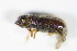  ( - GBOL_Col_FK_8969)  @12 [ ] CreativeCommons - Attribution Non-Commercial Share-Alike (2015) Unspecified SNSB, Zoologische Staatssammlung Muenchen