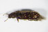  ( - GBOL_Col_FK_8973)  @12 [ ] CreativeCommons - Attribution Non-Commercial Share-Alike (2015) Unspecified SNSB, Zoologische Staatssammlung Muenchen
