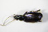  ( - GBOL_Col_FK_9001)  @12 [ ] CreativeCommons - Attribution Non-Commercial Share-Alike (2015) Unspecified SNSB, Zoologische Staatssammlung Muenchen