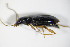  ( - GBOL_Col_FK_9003)  @13 [ ] CreativeCommons - Attribution Non-Commercial Share-Alike (2015) Unspecified SNSB, Zoologische Staatssammlung Muenchen