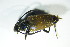  ( - GBOL_Col_FK_9165)  @12 [ ] CreativeCommons - Attribution Non-Commercial Share-Alike (2015) Unspecified SNSB, Zoologische Staatssammlung Muenchen