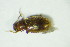  ( - GBOL_Col_FK_9170)  @12 [ ] CreativeCommons - Attribution Non-Commercial Share-Alike (2015) Unspecified SNSB, Zoologische Staatssammlung Muenchen