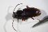  ( - GBOL_Col_FK_09251)  @11 [ ] CreativeCommons - Attribution Non-Commercial Share-Alike (2015) Unspecified SNSB, Zoologische Staatssammlung Muenchen