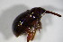  ( - GBOL_Col_FK_4505)  @12 [ ] CreativeCommons - Attribution Non-Commercial Share-Alike (2015) Unspecified SNSB, Zoologische Staatssammlung Muenchen