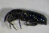  ( - GBOL_Col_FK_4539)  @12 [ ] CreativeCommons - Attribution Non-Commercial Share-Alike (2015) Unspecified SNSB, Zoologische Staatssammlung Muenchen